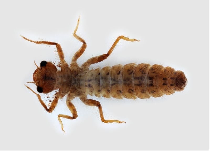 Dragonfly Larvae