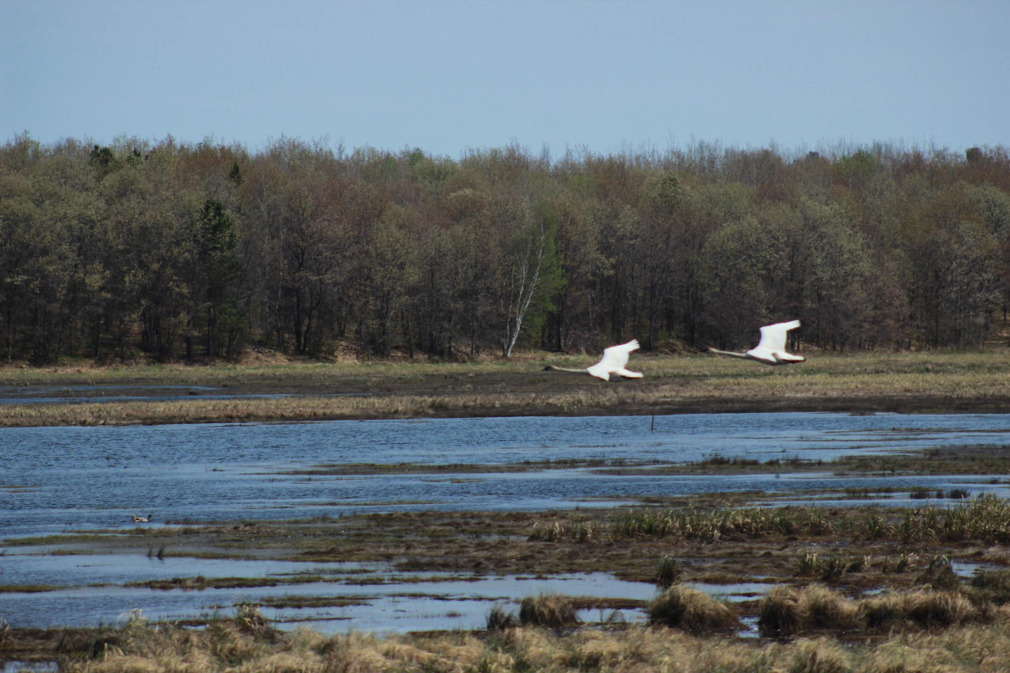 A pair of trumpeter swans glides over the marshland at Powell Marsh